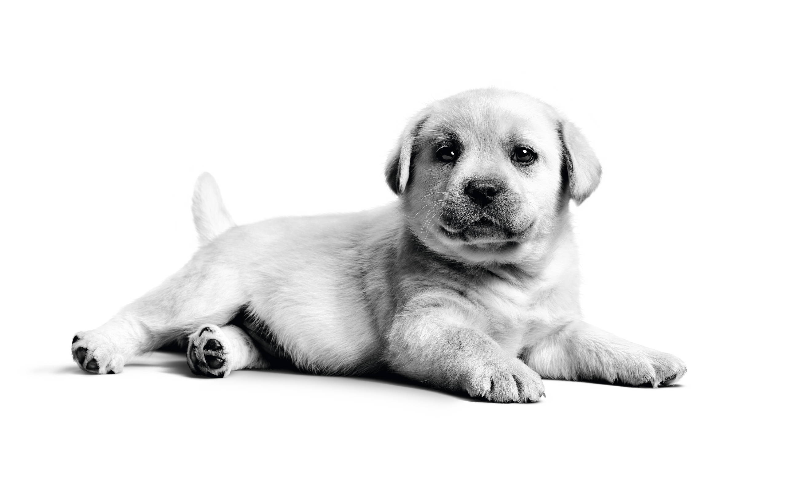 Labrador Puppy