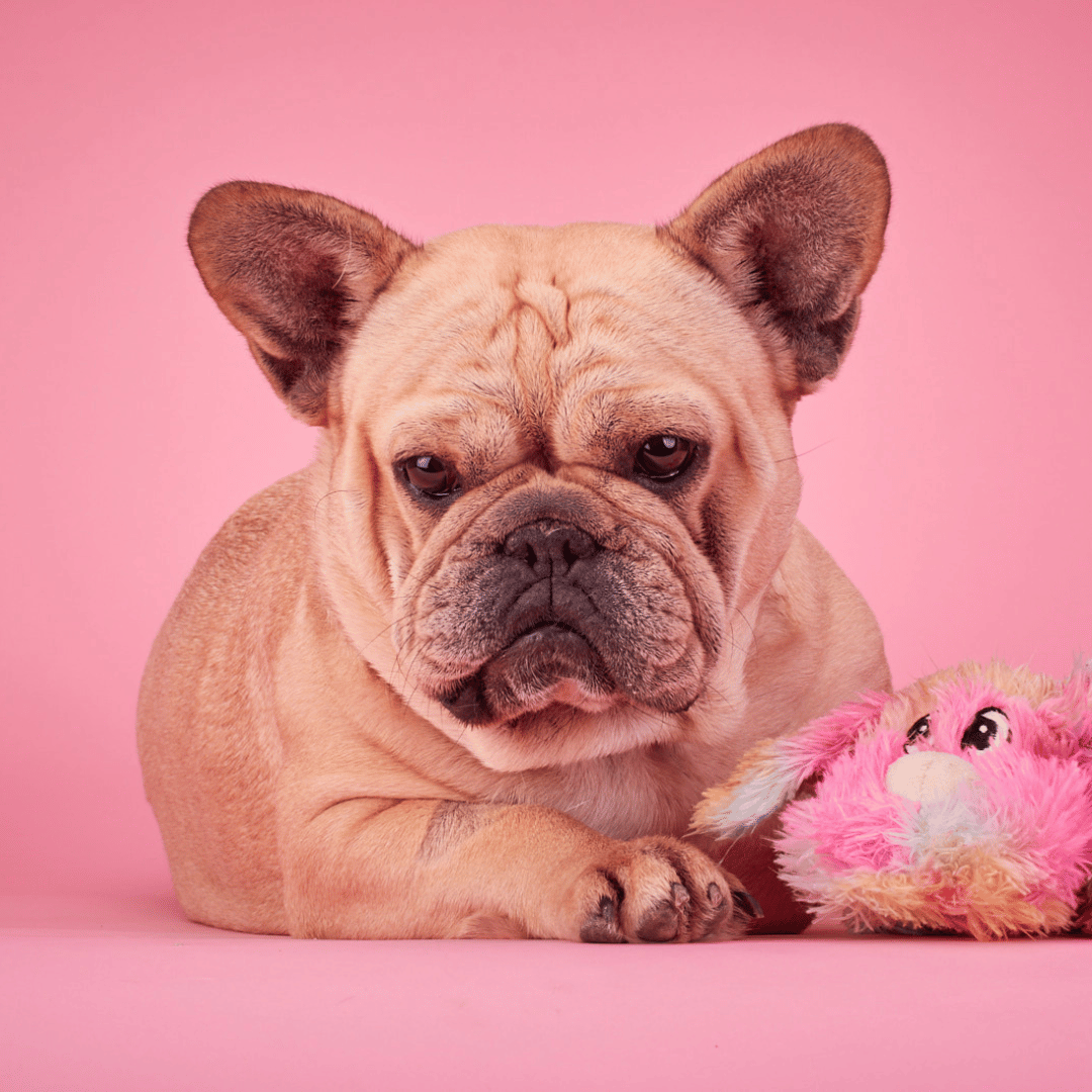 Paris the French Bulldog