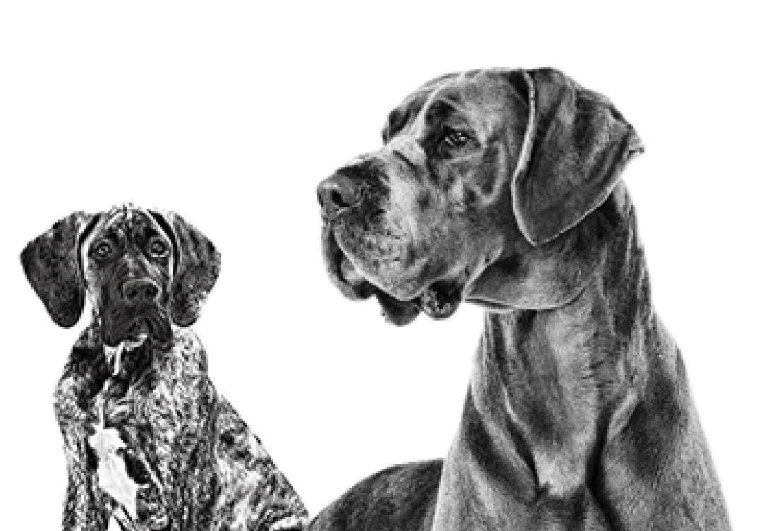 Royal Canin Giant