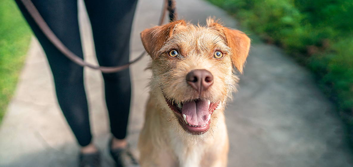 Why feed Hill's Science Diet