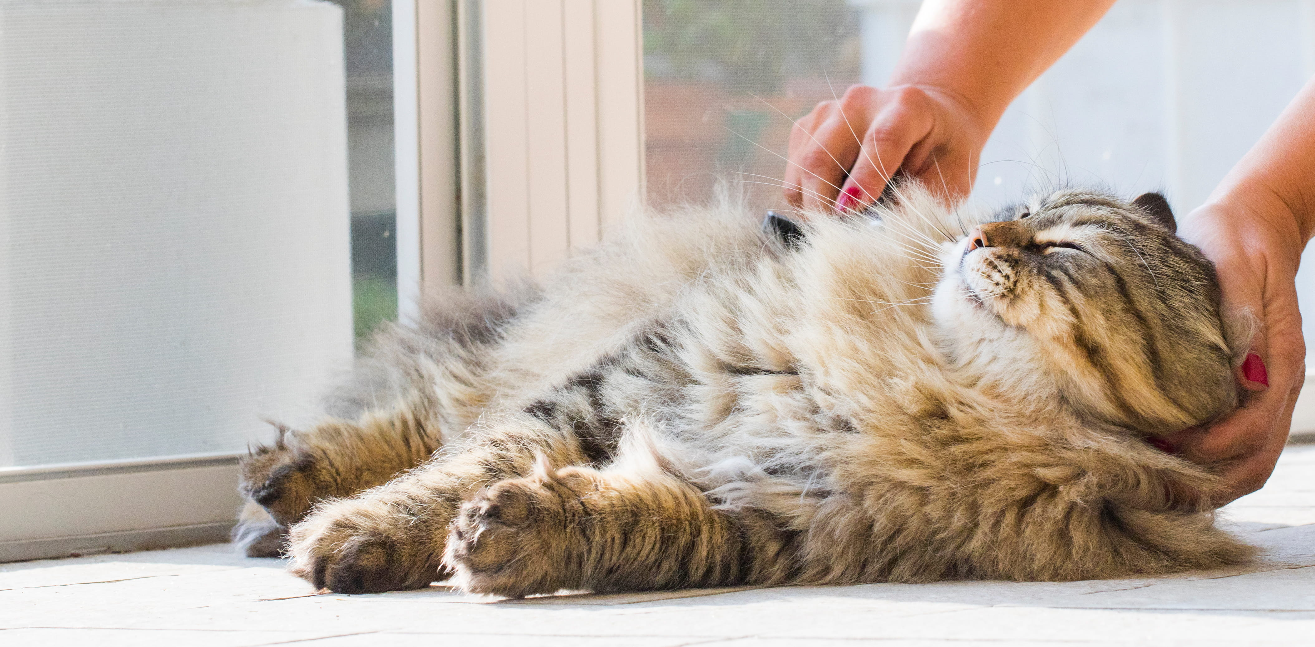 Cat grooming brushes and bathing care