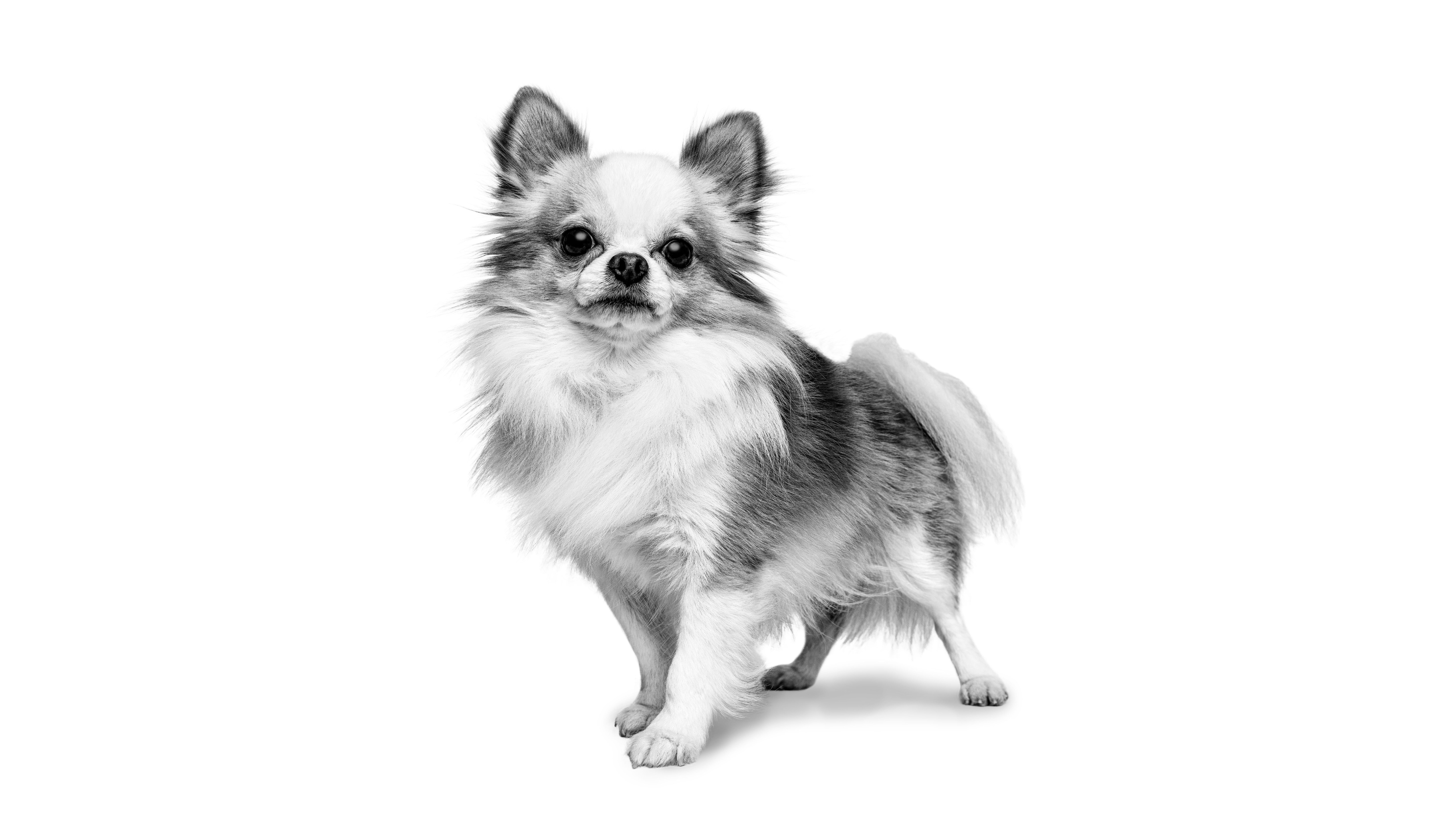 Desktop Image
