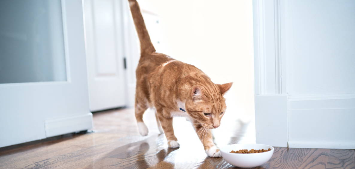 Why feed a premium food