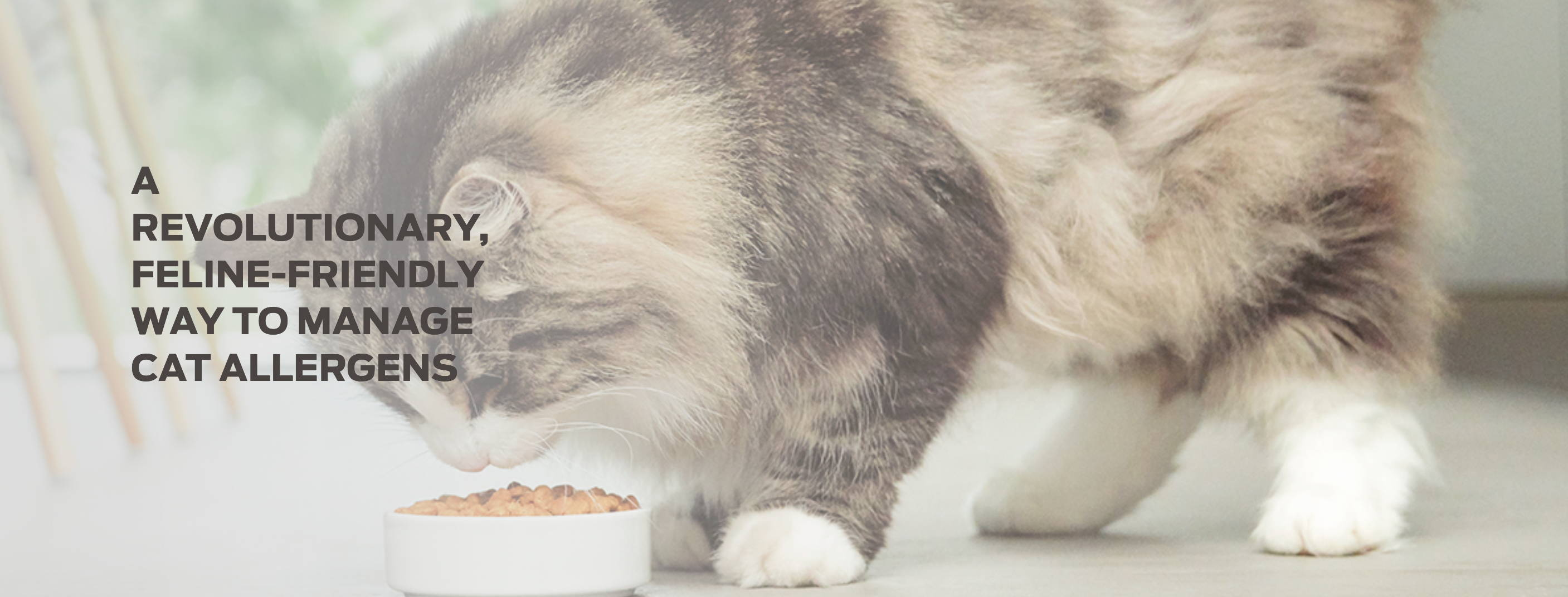 A revolutionary, feline-friendly way to manage cat allergens