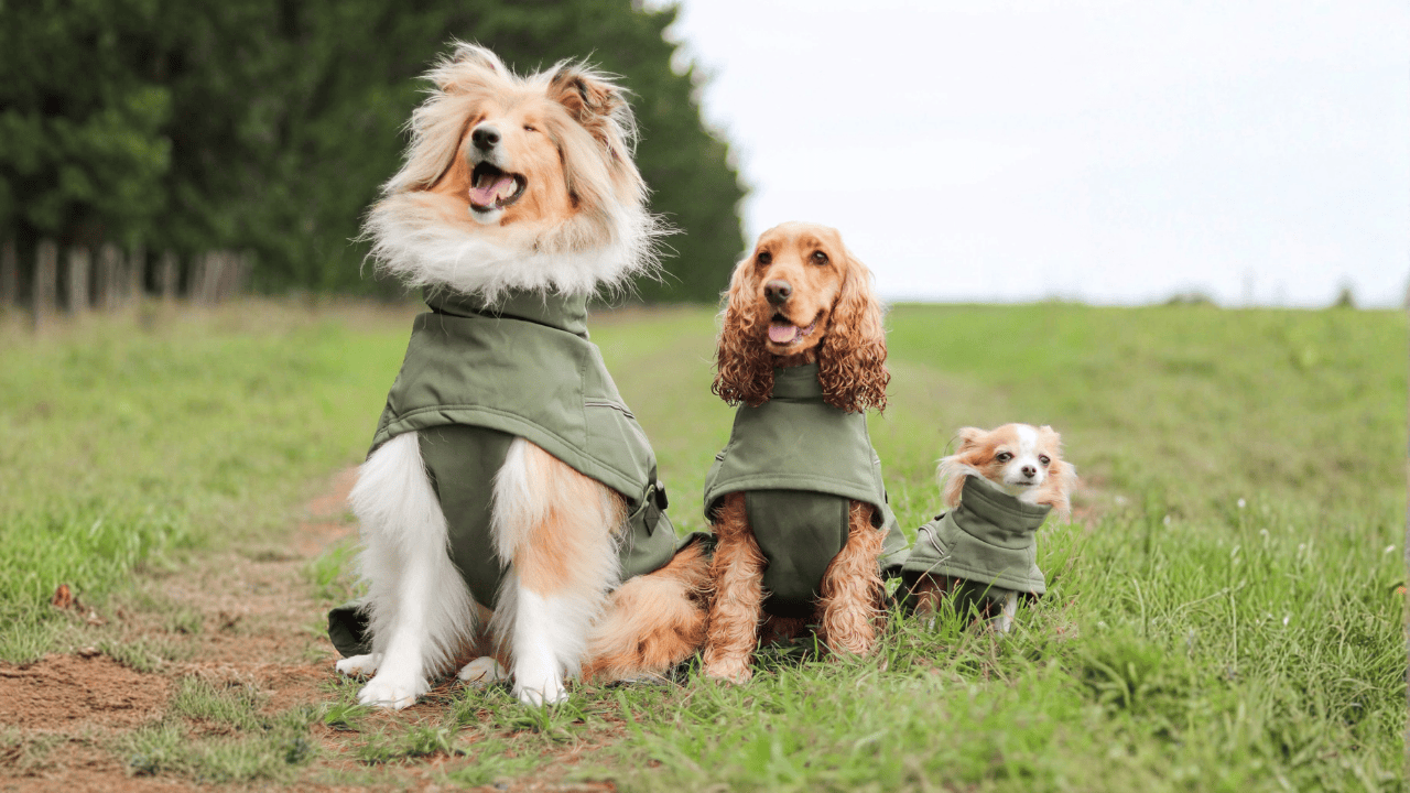 Dog wearing Pointer and Hound Highland Coat on a winter walk