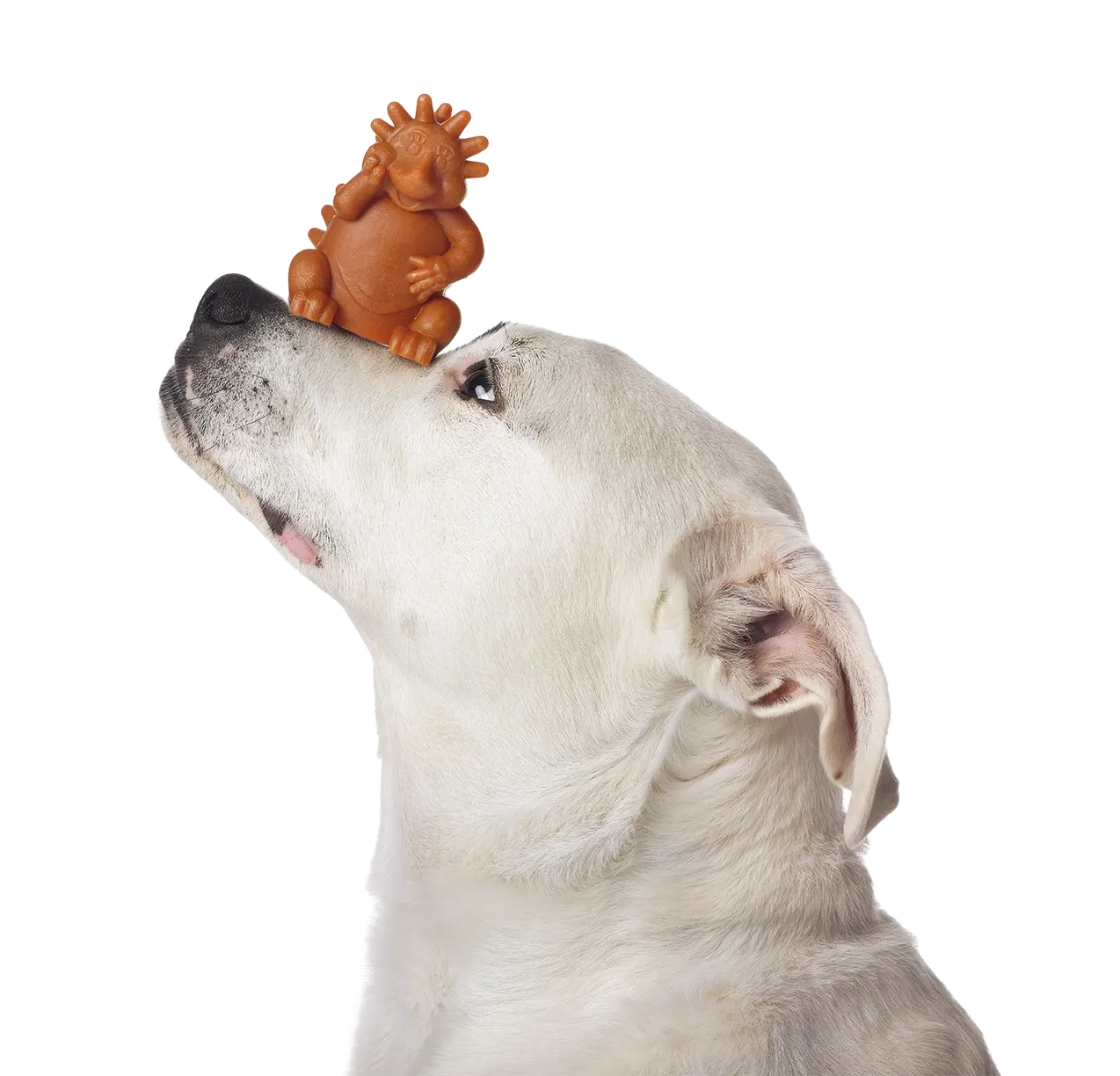 Bo with WHIMZEES Hedgehog