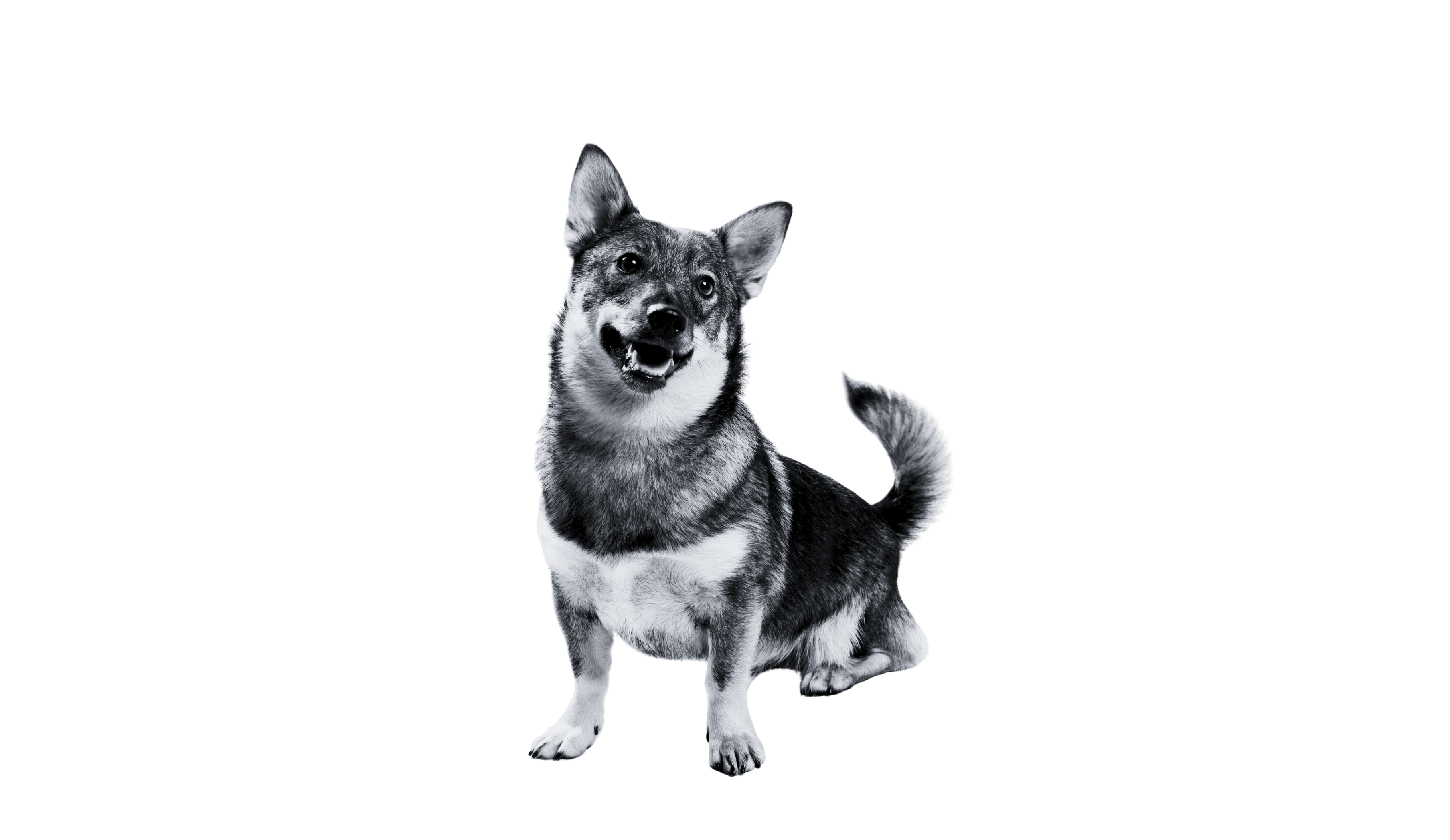 Desktop Image