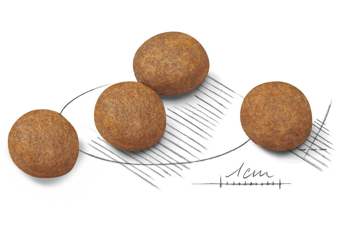 Adapted kibble Maxi puppy