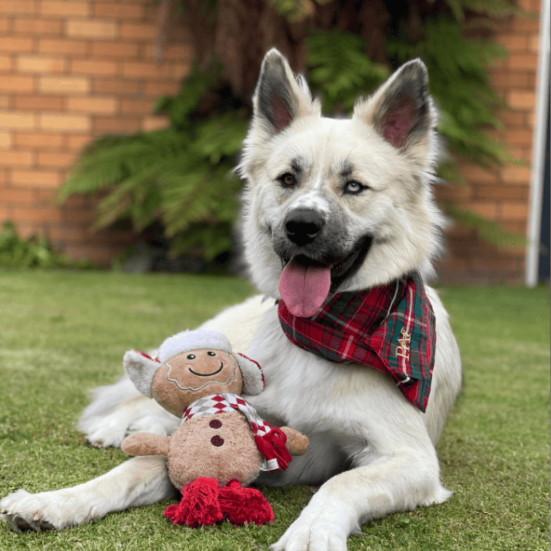 Karu the Bullmastiff x Husky