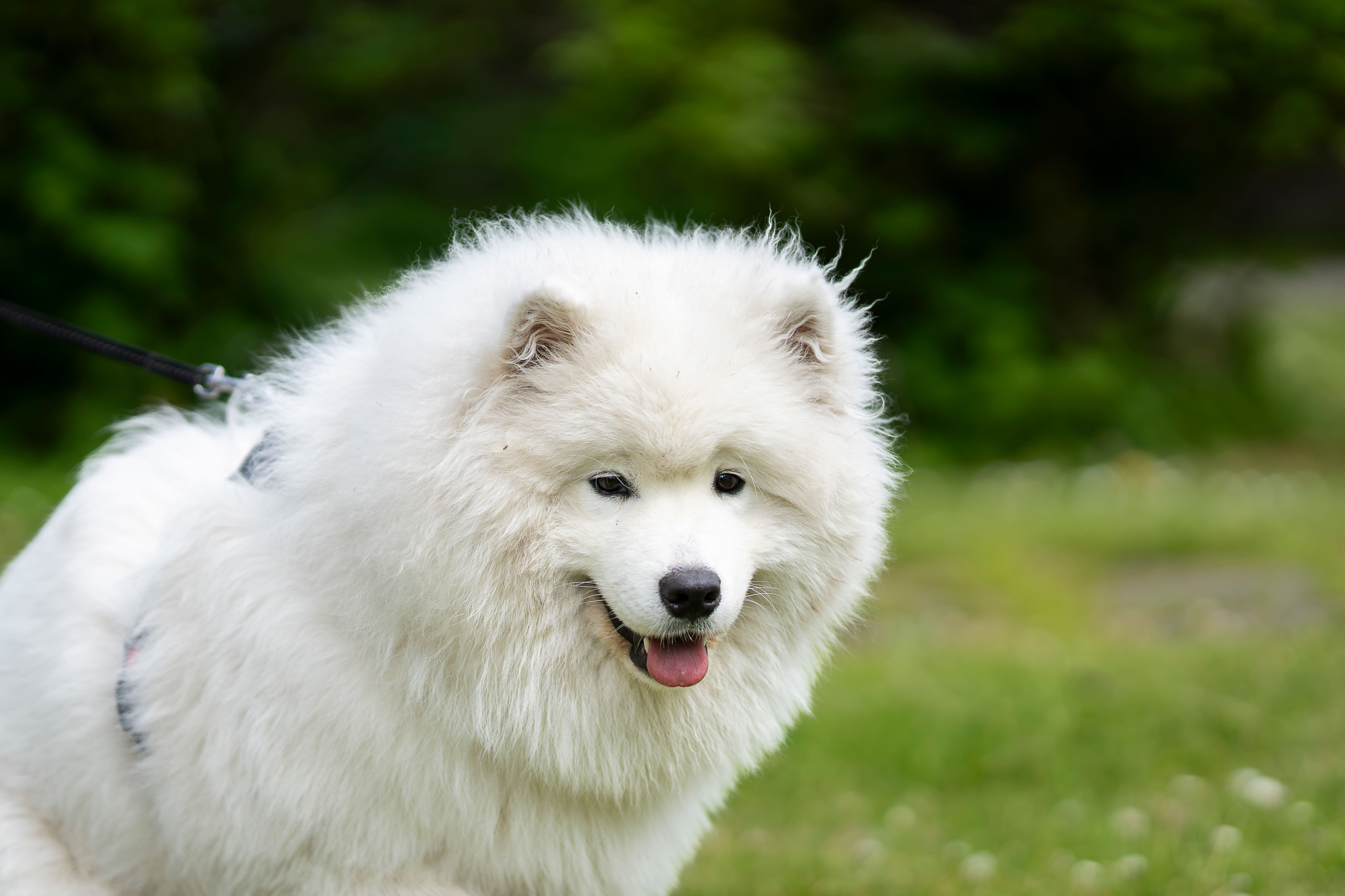 Double-coated dog being groomed