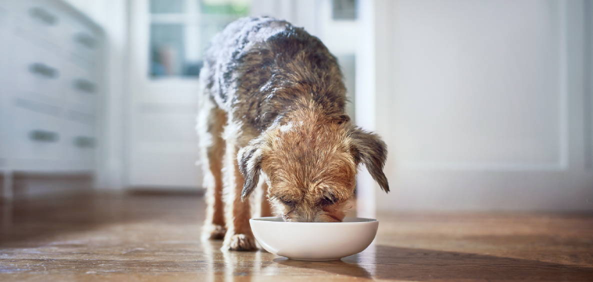 Why feed a premium food