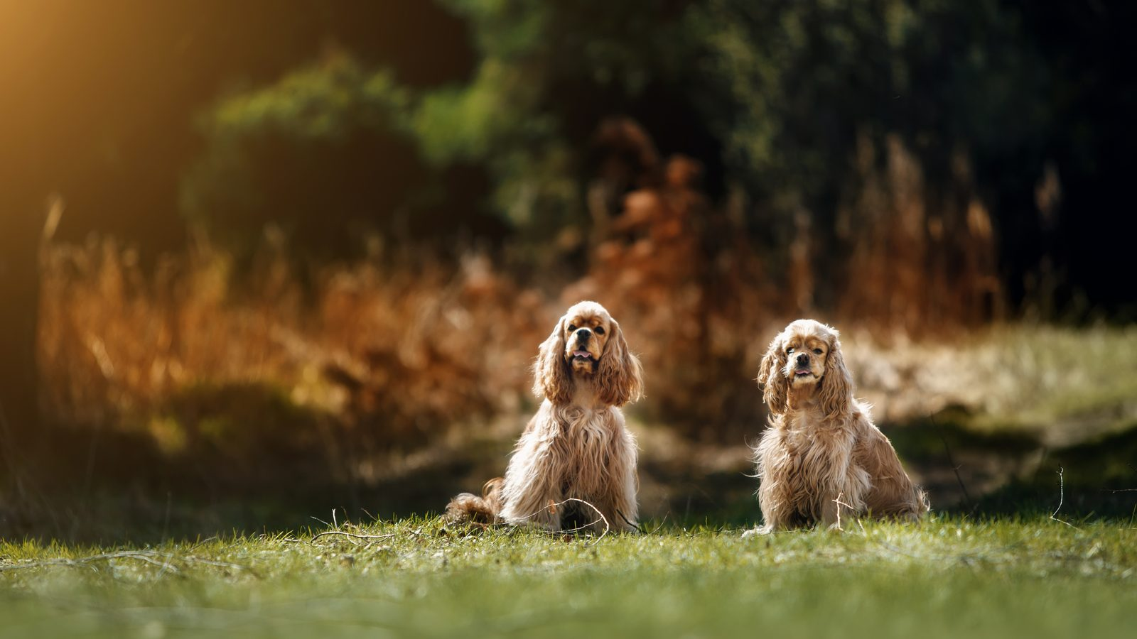 How Often Should I Feed My Cocker Spaniel?