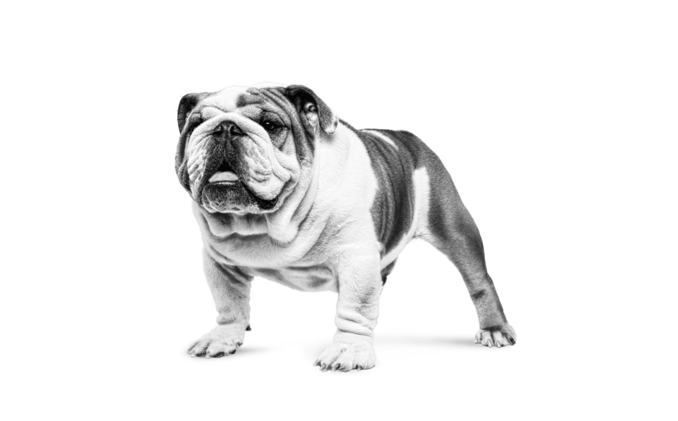 Mobile Image