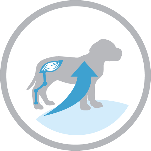 Puppy muscle development