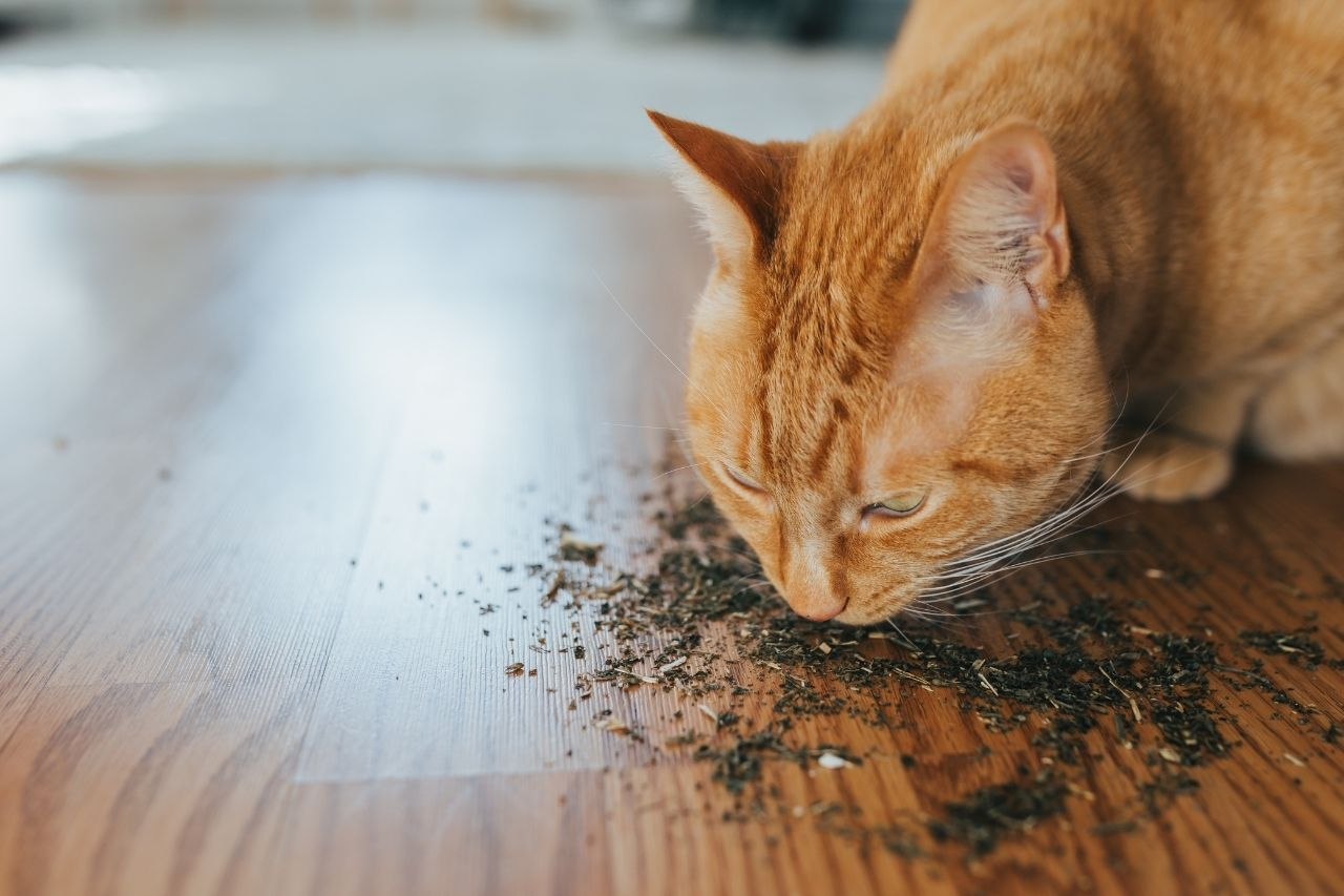 Best Catnip Toys for Cats NZ