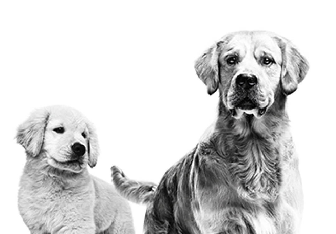 Royal Canin Maxi