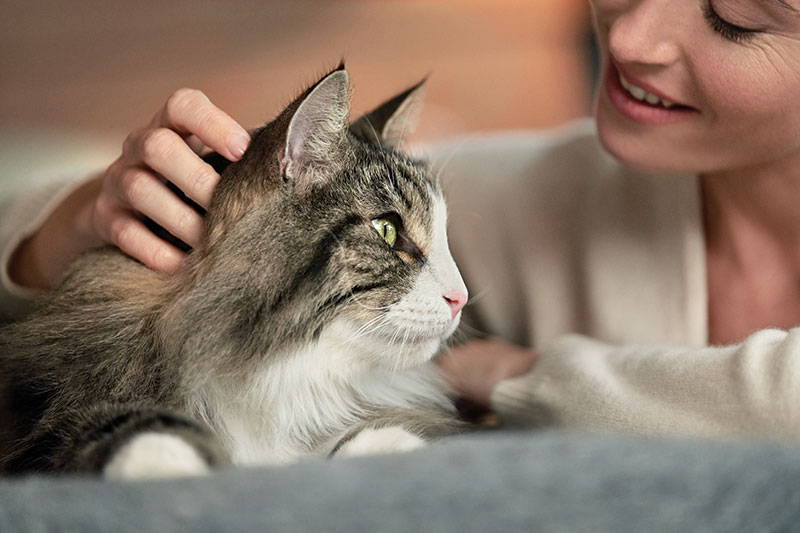 What are cat allergens?