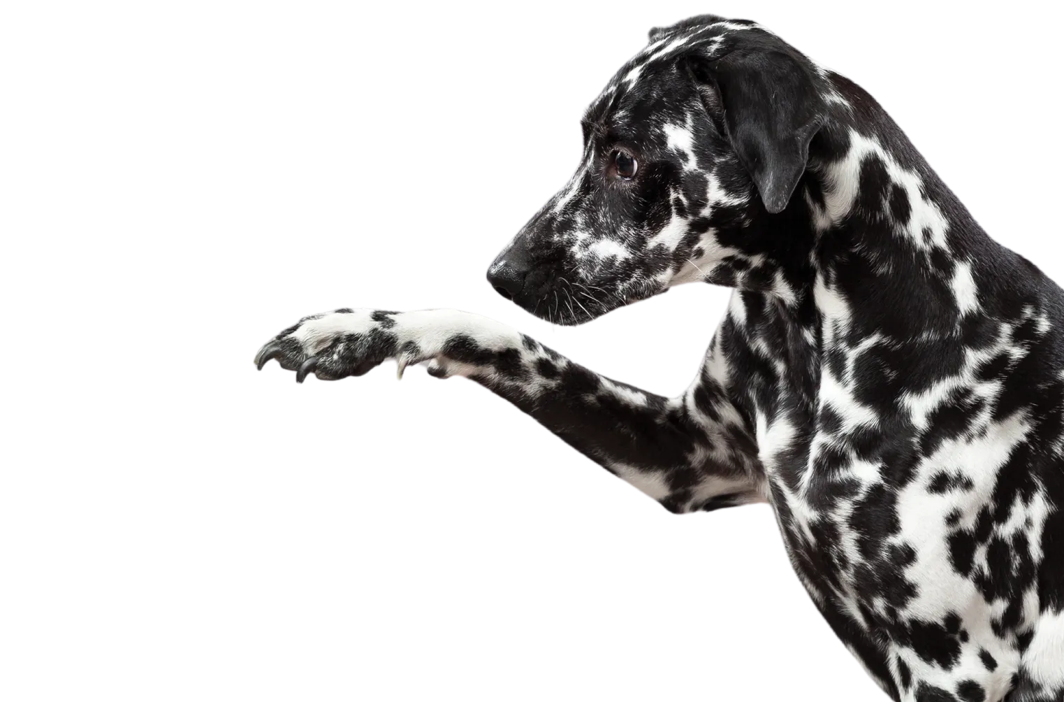 Dalmatian offering its paw
