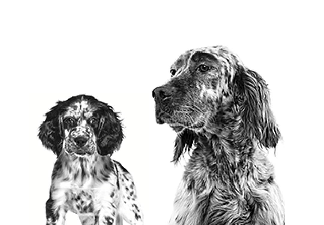 Royal Canin Medium Dog