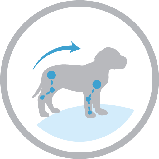 Bone & joint support