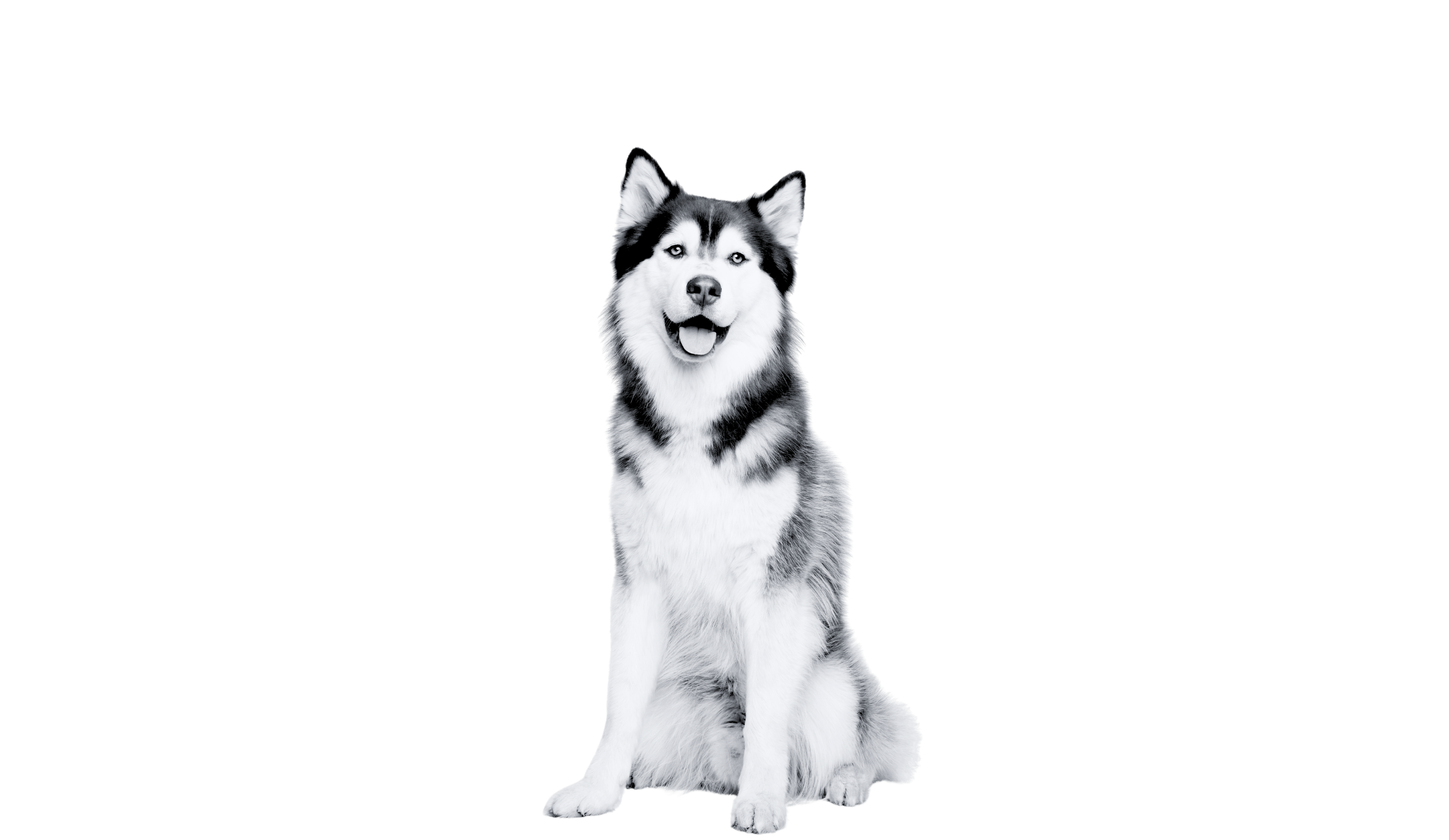 Desktop Image