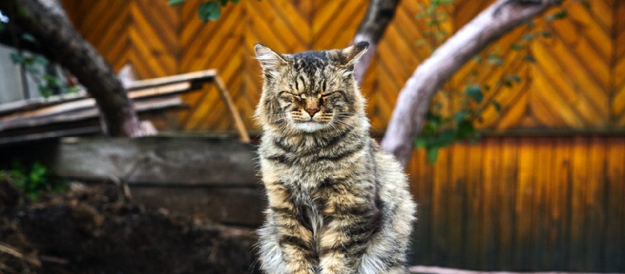 Care Guide for Your Senior Cat