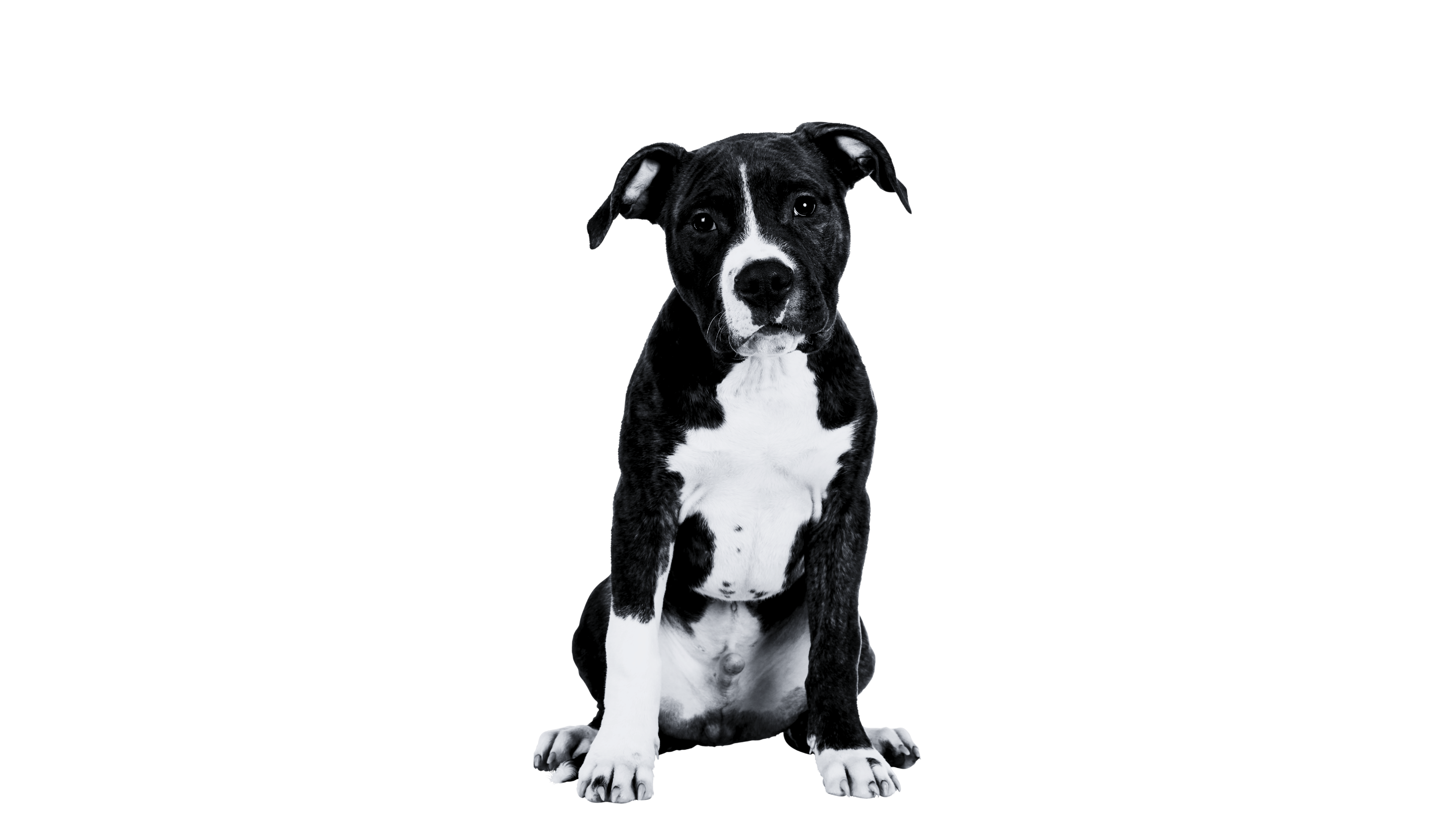 Desktop Image