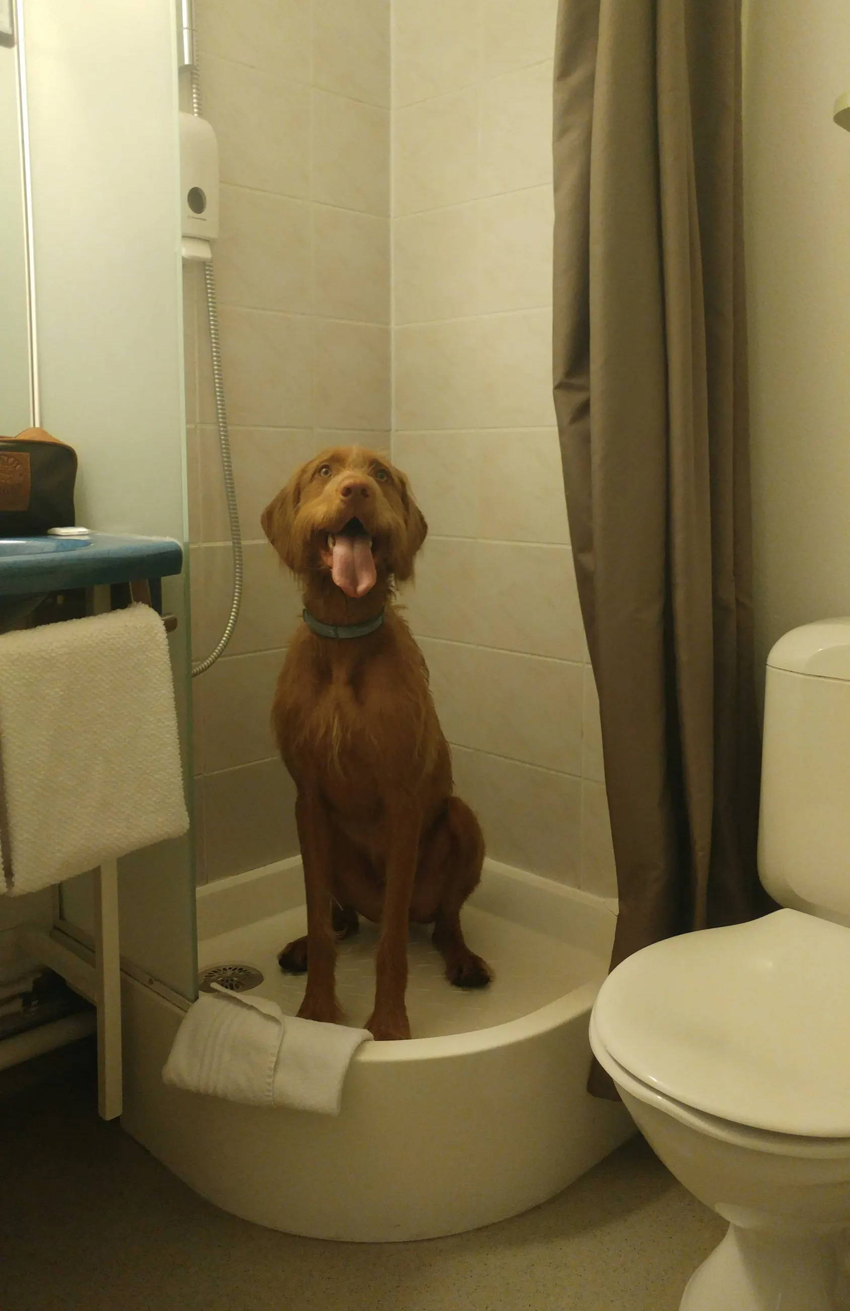 Ted at a dog-friendly hotel