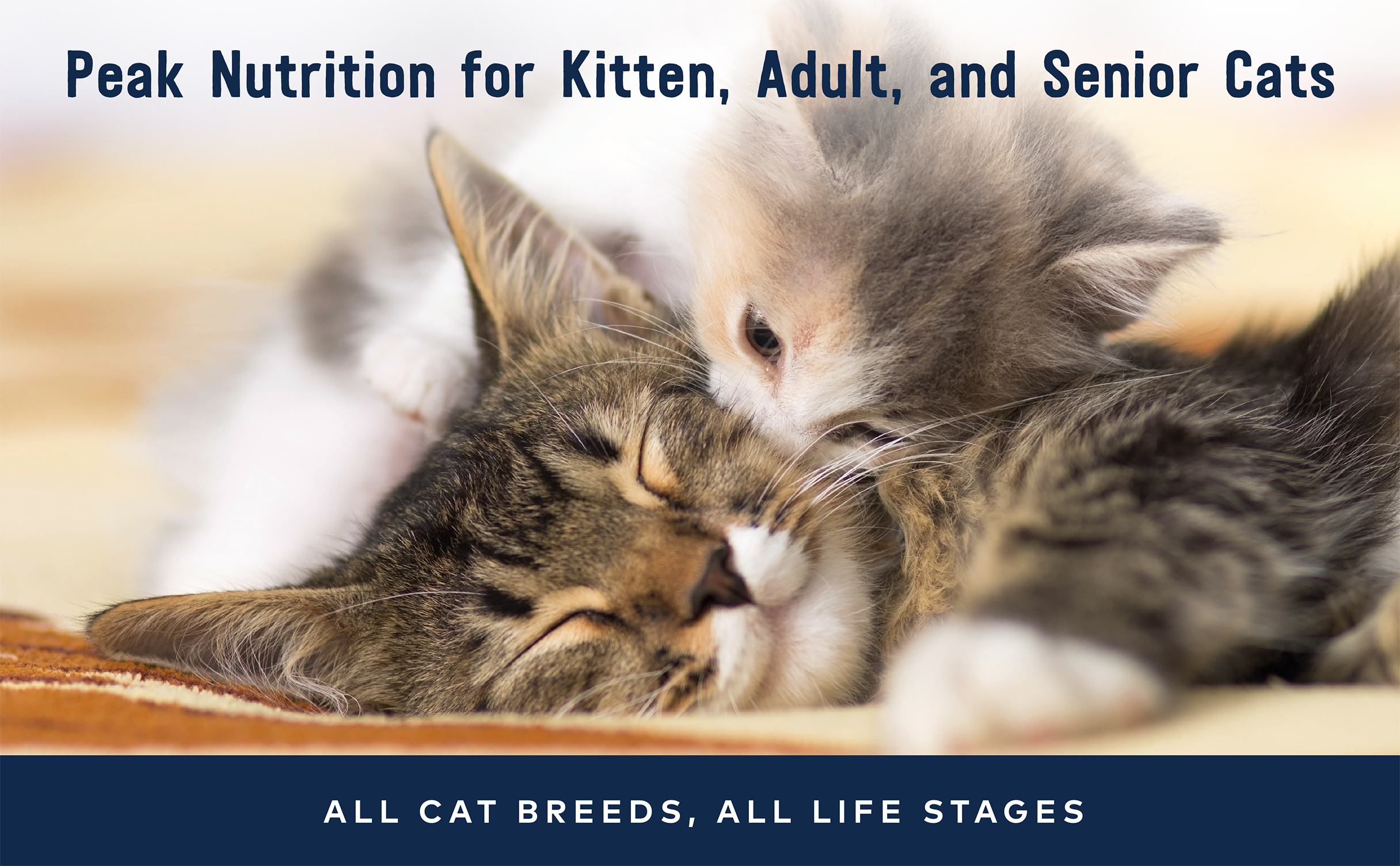 Peak Nutrition for Kitten, Adult & Senior Cats