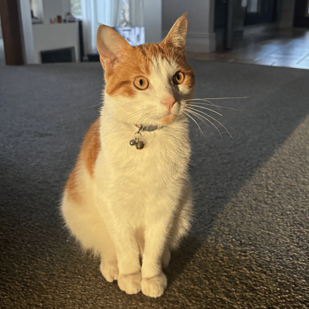 Carrot the Domestic Shorthair