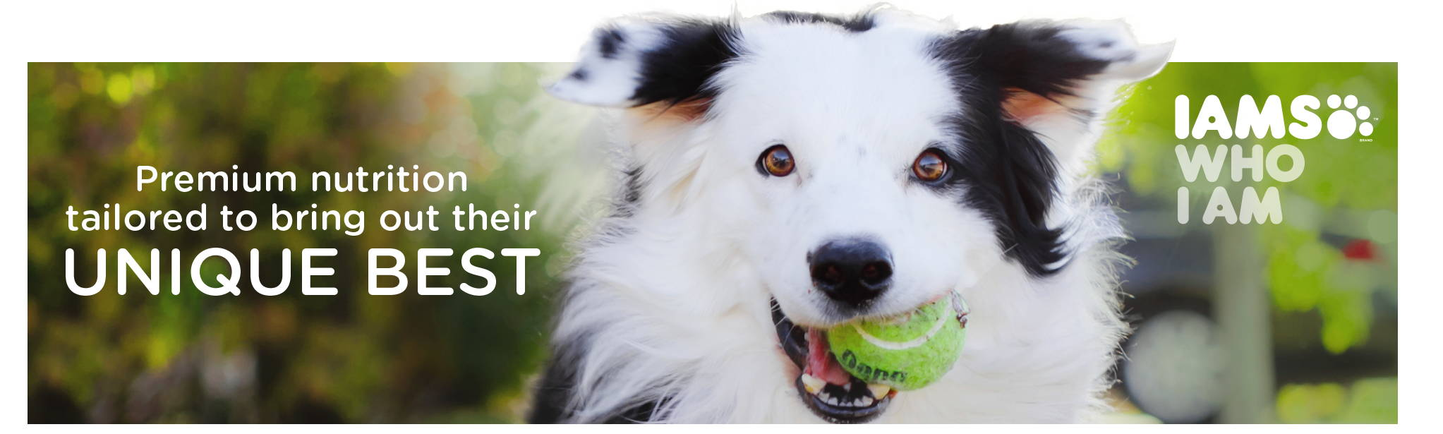 IAMs dry dog food
