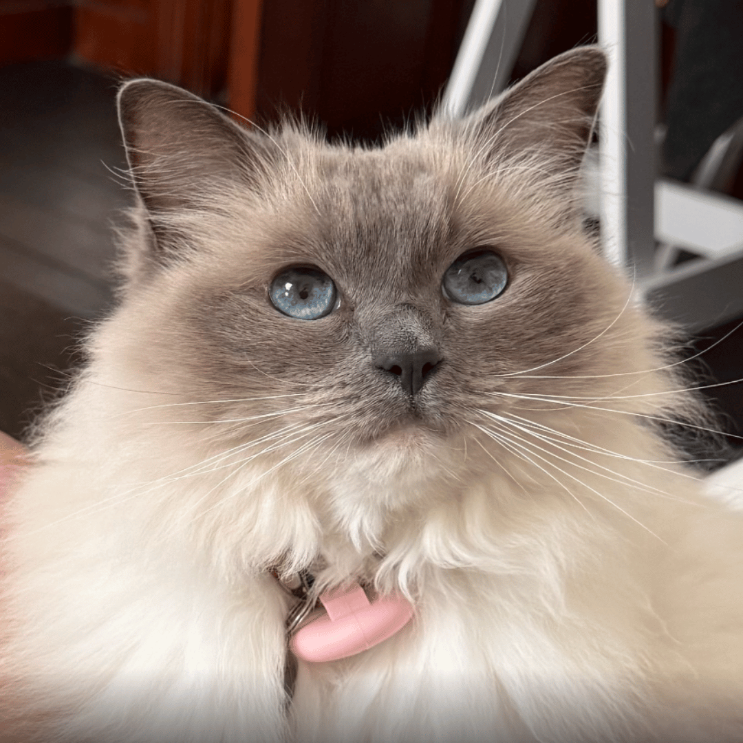 Mochi the Ragdoll