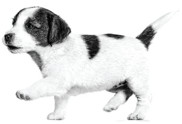 Jack Russel Puppy