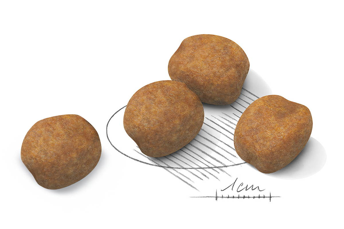 Adapted kibble giant puppy