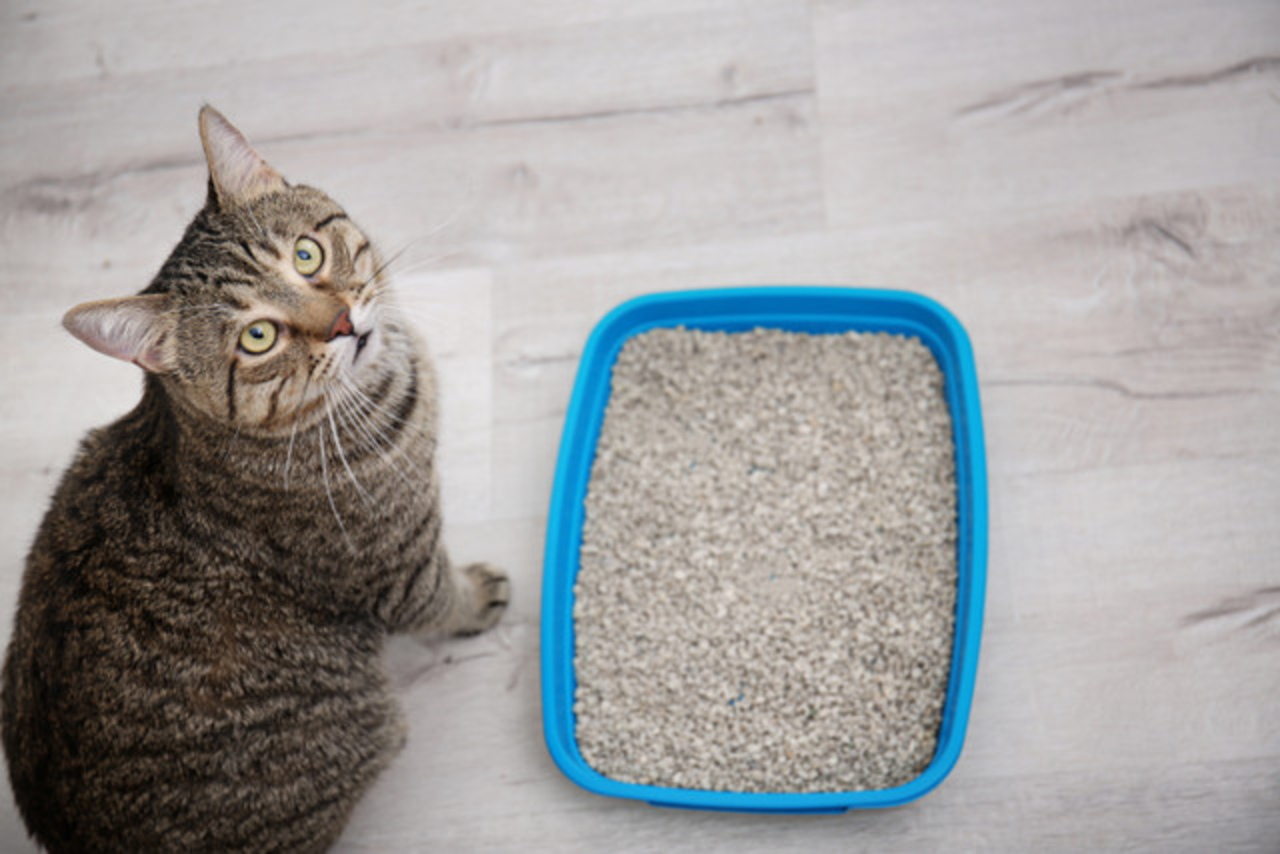 5 reasons your cat is avoiding their litter box