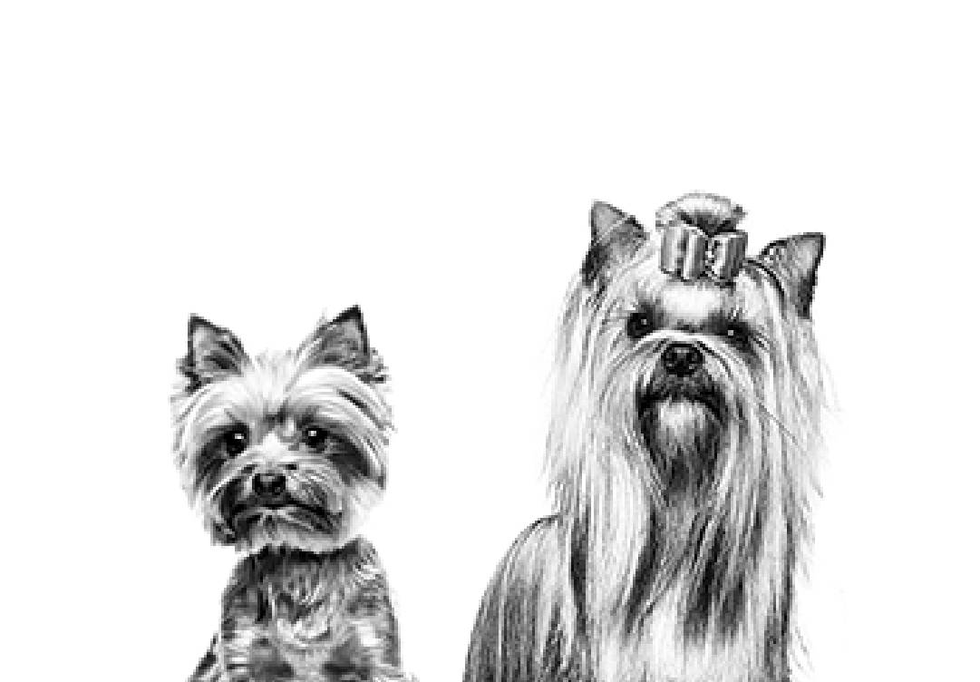 Royal Canin Mini Dog