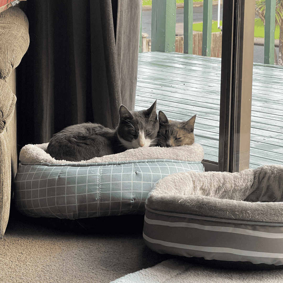 Storm, Misty & Bella