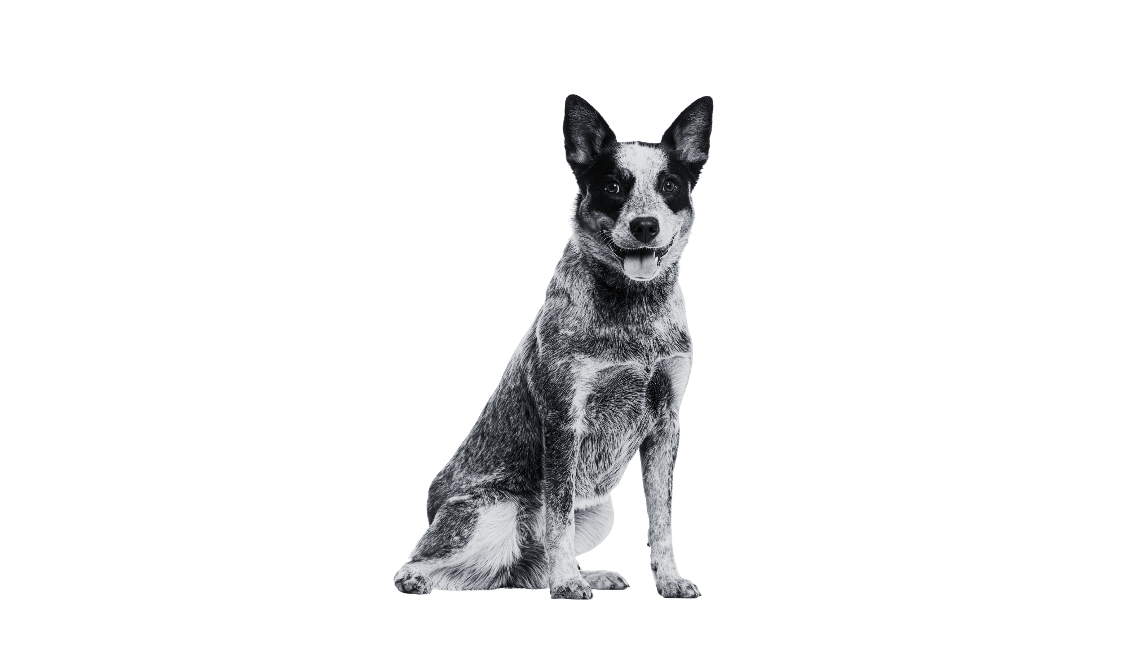 Desktop Image