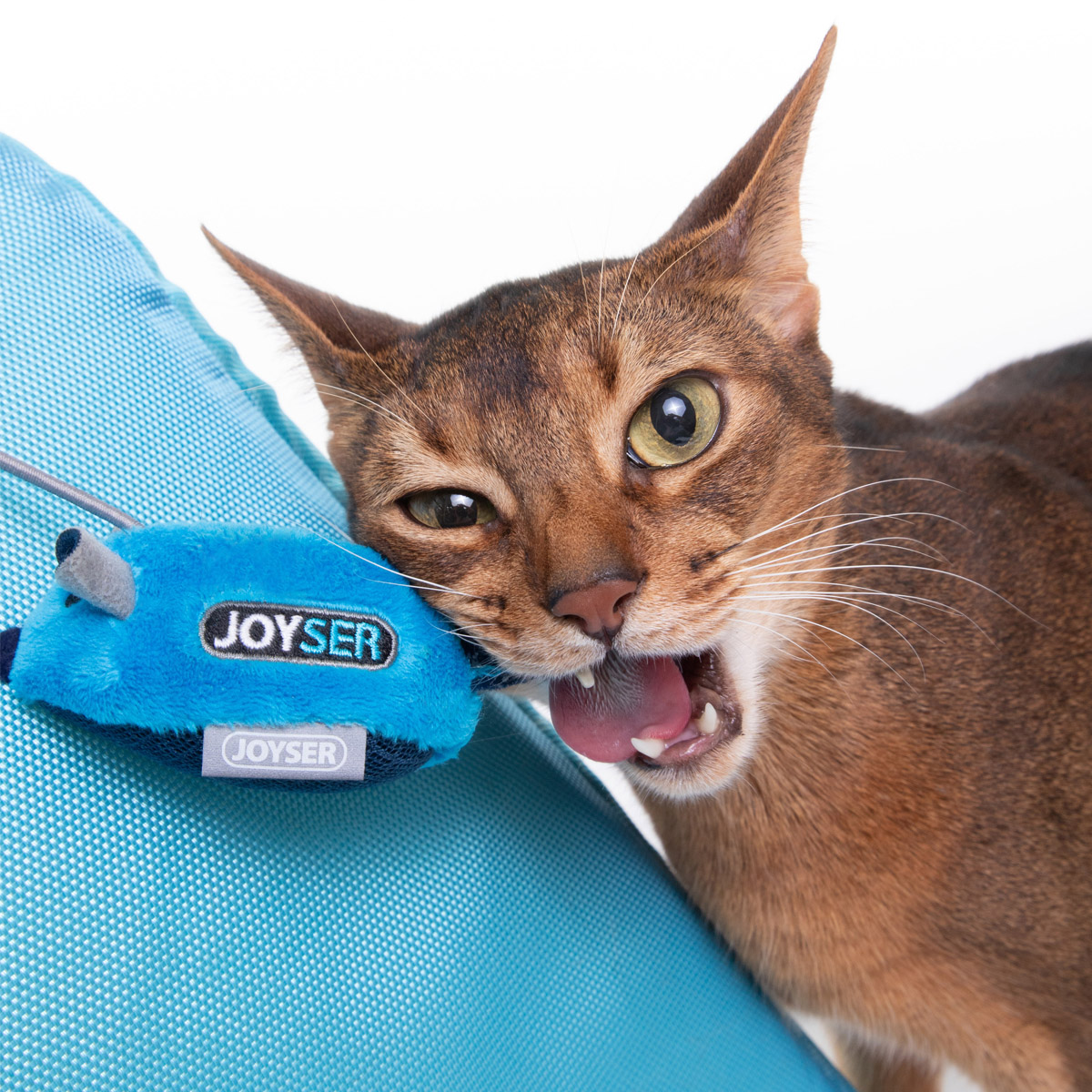 Joyser cat toys lifestyle image