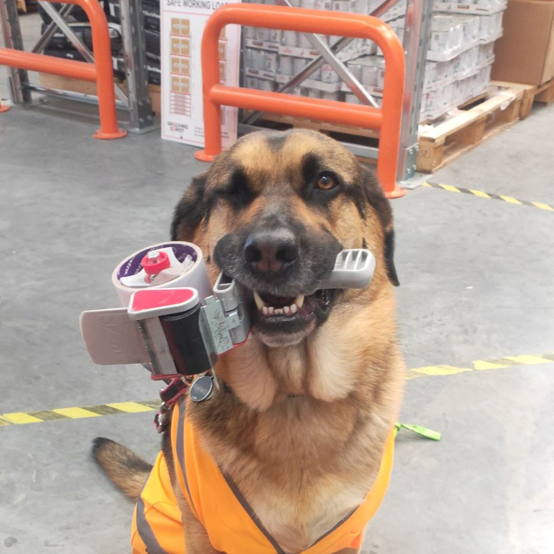 Ammo the German Sheprador