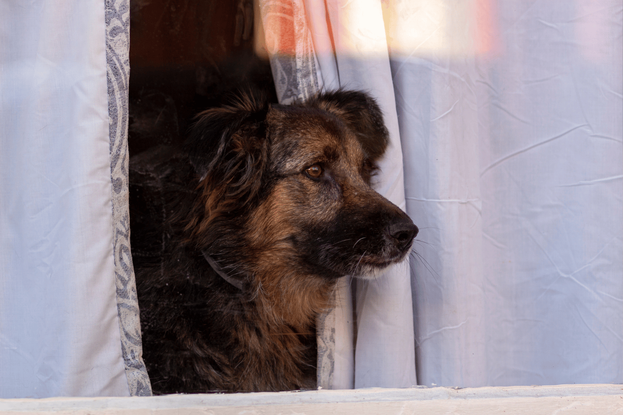 Cognitive Decline Senior Dogs