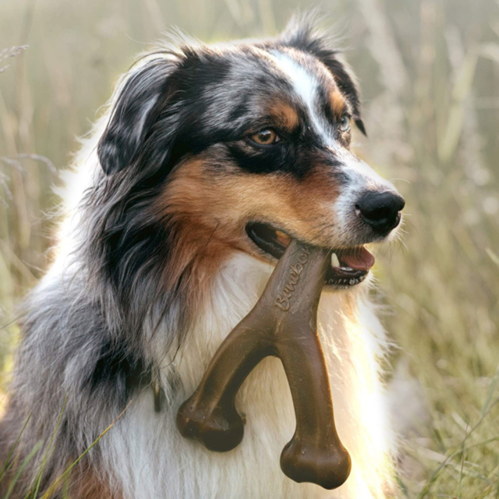 Dog enjoying a long lasting chew on a rainy day