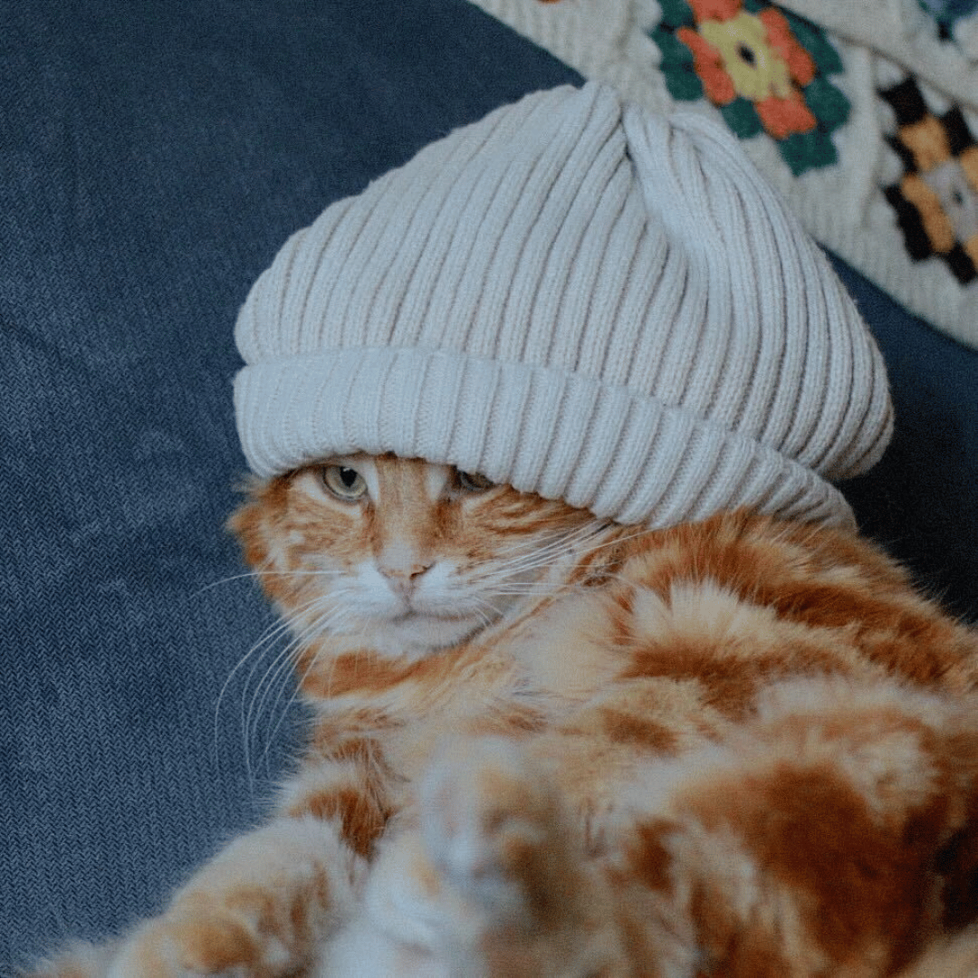 Doshi the Domestic Medium Hair