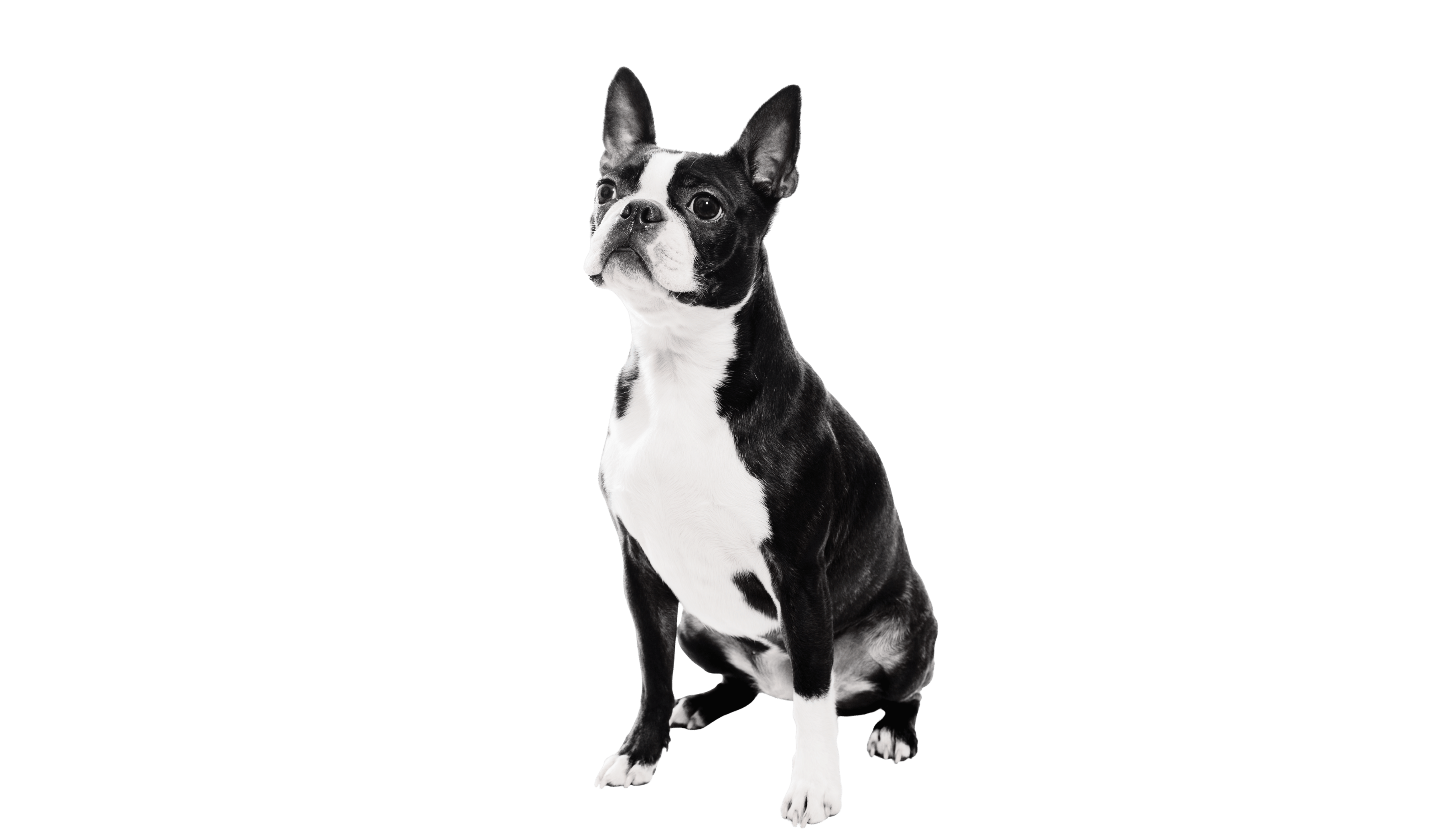 Desktop Image