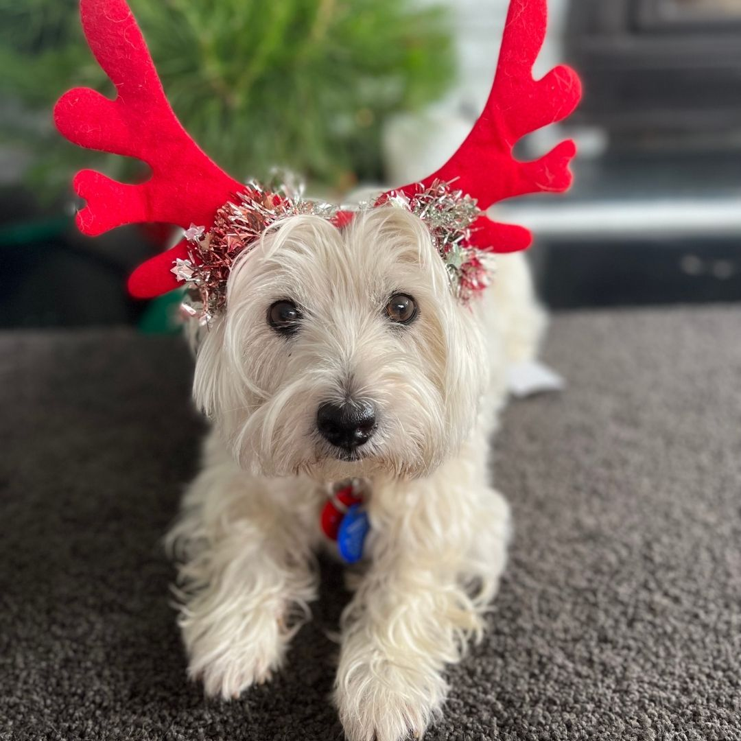 Lulu, Cookie & Cupcake